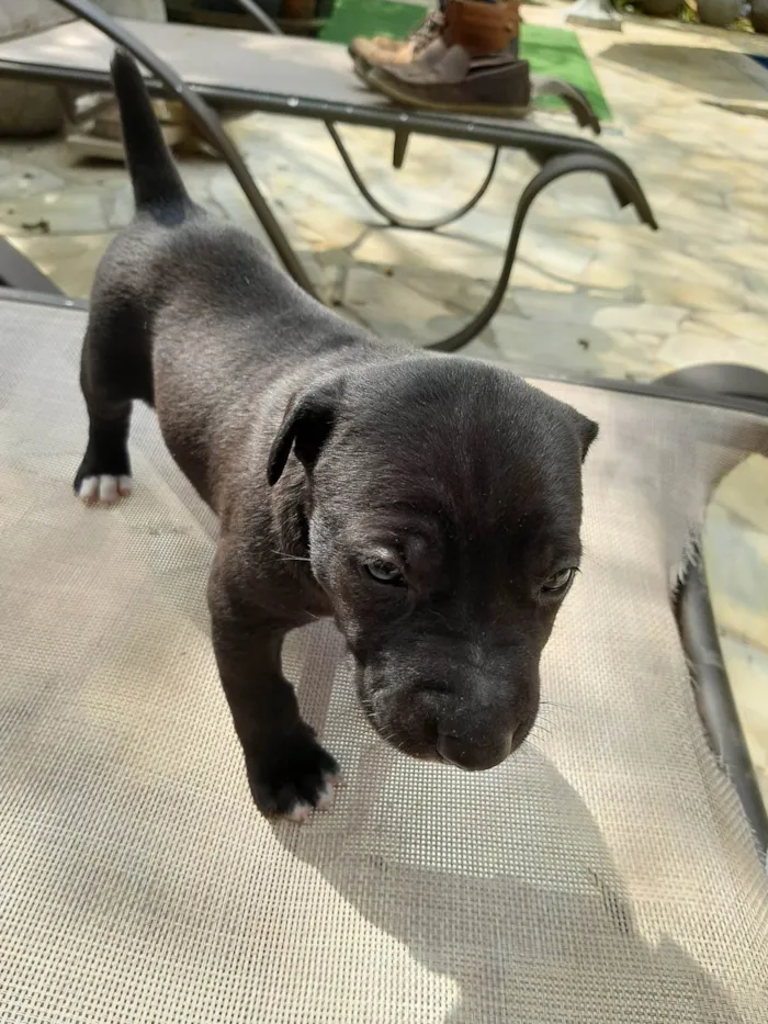 Cachorro ra a SRD-ViraLata idade Abaixo de 2 meses nome Sem nome