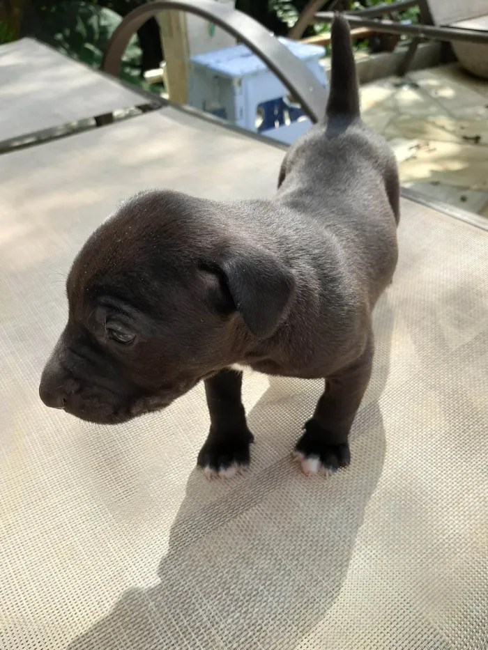 Cachorro ra a SRD-ViraLata idade Abaixo de 2 meses nome Sem nome