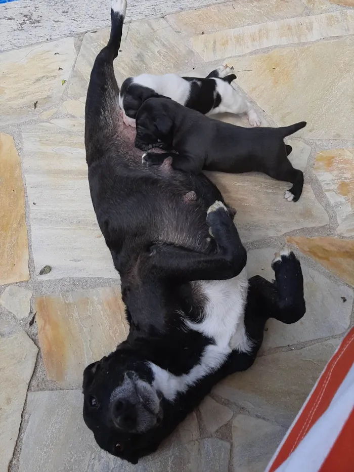 Cachorro ra a SRD-ViraLata idade Abaixo de 2 meses nome Sem nome