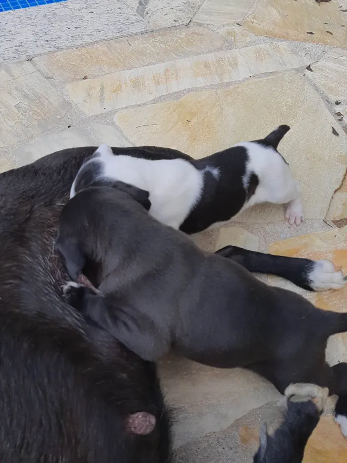 Cachorro ra a SRD-ViraLata idade Abaixo de 2 meses nome Sem nome