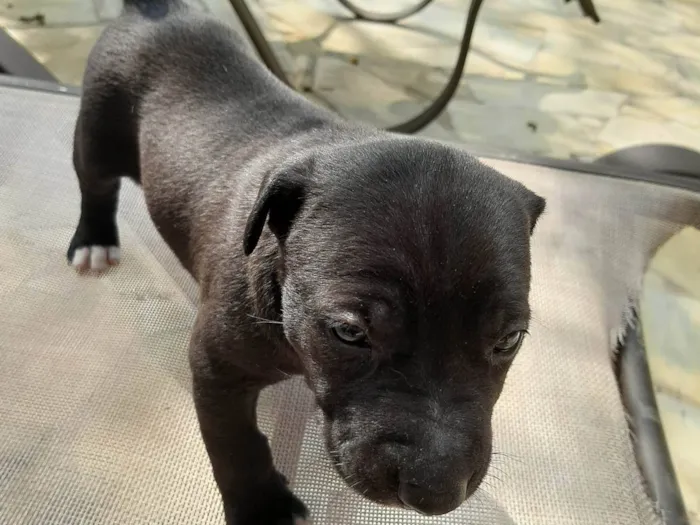 Cachorro ra a SRD-ViraLata idade Abaixo de 2 meses nome Sem nome