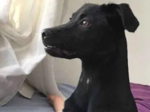 Cachorro raça Labrador idade Abaixo de 2 meses nome Doação