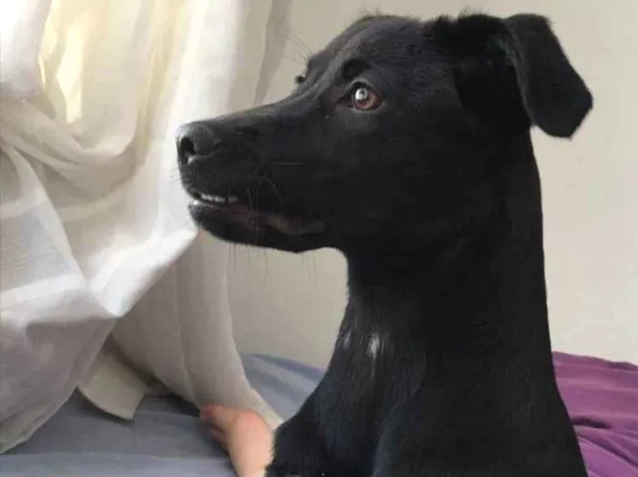 Cachorro ra a Labrador idade Abaixo de 2 meses nome Doação