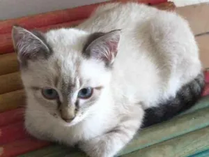 Gato raça Siamês idade 7 a 11 meses nome Oreo