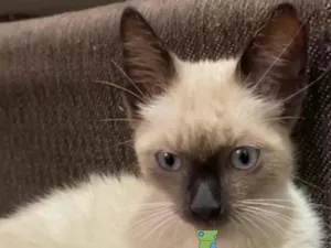 Gato raça Siames  idade 2 a 6 meses nome Júlio 