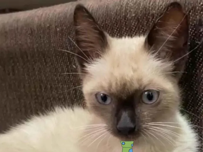 Gato ra a Siames  idade 2 a 6 meses nome Júlio 