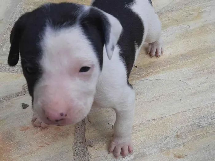 Cachorro ra a SRD-ViraLata idade Abaixo de 2 meses nome Sem nome