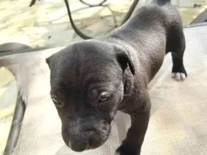 Cachorro raça SRD-ViraLata idade Abaixo de 2 meses nome Sem nome