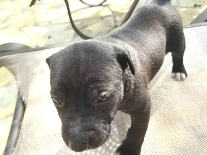 Cachorro ra a SRD-ViraLata idade Abaixo de 2 meses nome Sem nome