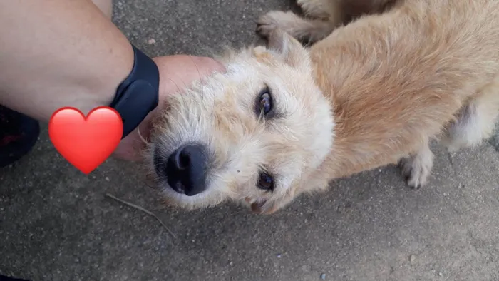 Cachorro ra a SRD-ViraLata idade 2 anos nome belinha