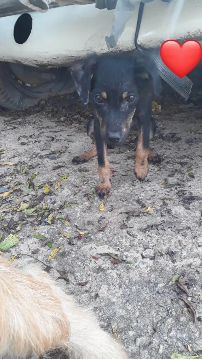 Cachorro ra a SRD-ViraLata idade 7 a 11 meses nome neguim 