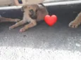 belinha miniatura