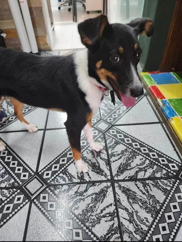 Cachorro ra a SRD-ViraLata idade 2 a 6 meses nome bonnie