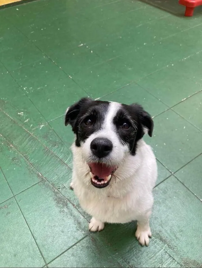 Cachorro ra a SRD-ViraLata idade 3 anos nome Bruna