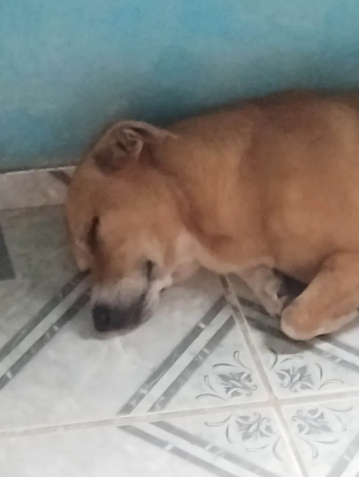 Cachorro ra a Vira-lata anão  idade 5 anos nome Sansão 