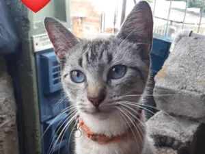 Gato raça SRD-ViraLata idade 2 anos nome laranja