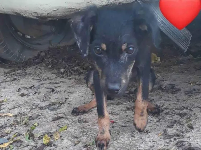 Cachorro ra a SRD-ViraLata idade 7 a 11 meses nome neguim 