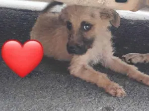 Cachorro raça SRD-ViraLata idade 7 a 11 meses nome belinha miniatura