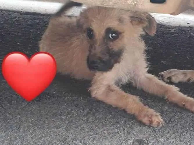 Cachorro ra a SRD-ViraLata idade 7 a 11 meses nome belinha miniatura