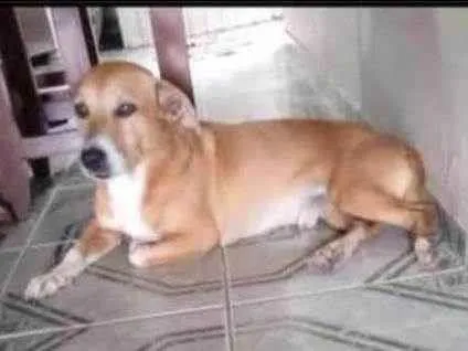 Cachorro ra a Vira-lata anão  idade 5 anos nome Sansão 