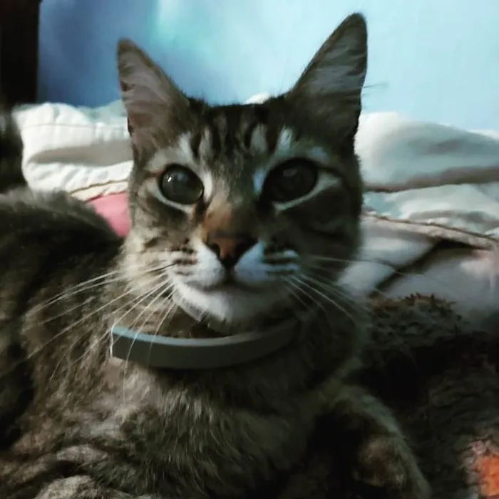 Gato raça Vira lata idade 3 anos nome Wynona