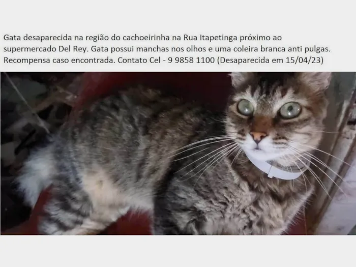 Gato raça Vira lata idade 3 anos nome Wynona