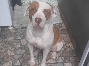 Cachorro raça Pitubull  idade 2 anos nome Mel