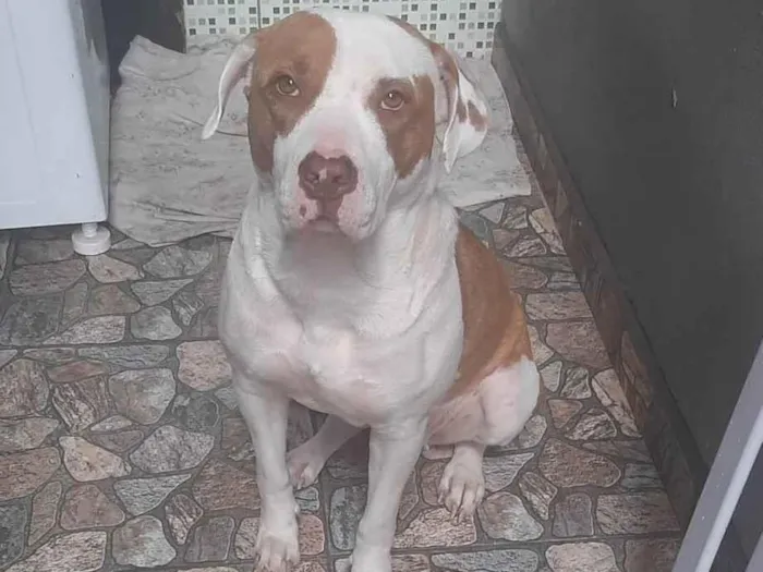 Cachorro ra a Pitubull  idade 2 anos nome Mel