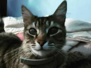 Gato raça Vira lata idade 3 anos nome Wynona