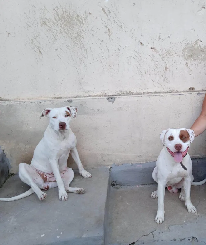 Cachorro raça Pitbull  idade 3 anos nome Rhaj e Rhanna