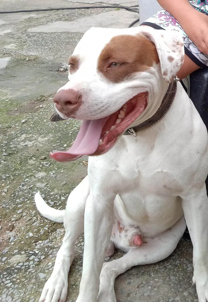 Cachorro raça Pitbull  idade 3 anos nome Rhaj e Rhanna