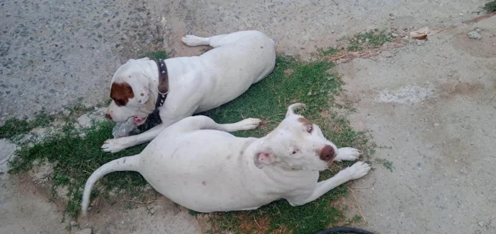 Cachorro raça Pitbull  idade 3 anos nome Rhaj e Rhanna