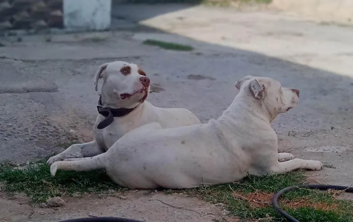 Cachorro raça Pitbull  idade 3 anos nome Rhaj e Rhanna