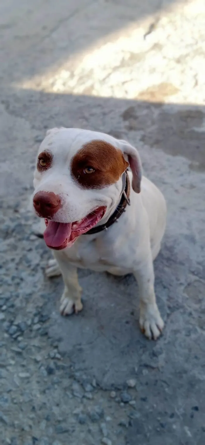 Cachorro raça Pitbull  idade 3 anos nome Rhaj e Rhanna