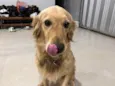 Elsa