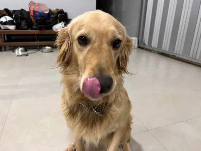 Cachorro ra a Golden Retriever idade 3 anos nome Elsa