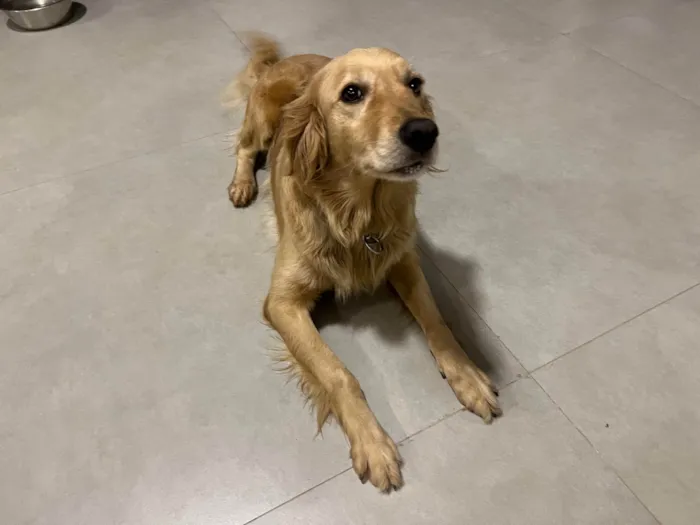 Cachorro ra a Golden Retriever idade 3 anos nome Elsa