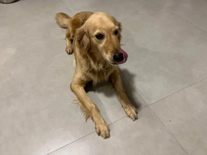 Cachorro ra a Golden Retriever idade 3 anos nome Elsa