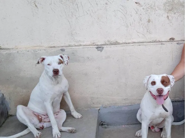 Cachorro raça Pitbull  idade 3 anos nome Rhaj e Rhanna