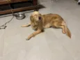 Elsa