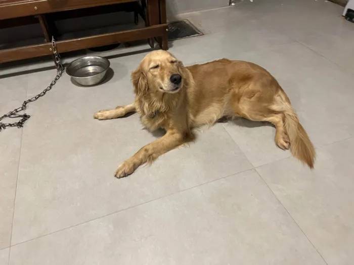 Cachorro ra a Golden Retriever idade 3 anos nome Elsa