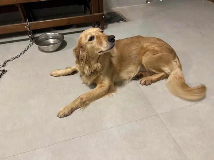 Cachorro ra a Golden Retriever idade 3 anos nome Elsa