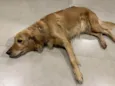 Elsa