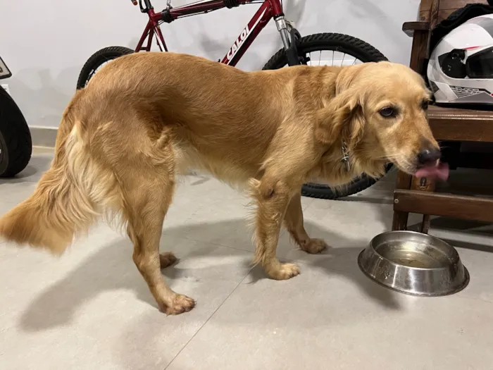 Cachorro ra a Golden Retriever idade 3 anos nome Elsa