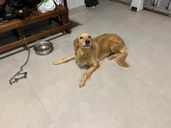 Cachorro ra a Golden Retriever idade 3 anos nome Elsa