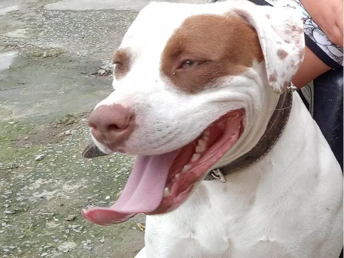 Cachorro raça Pitbull  idade 3 anos nome Rhaj e Rhanna