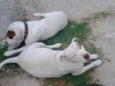 Rhaj e Rhanna