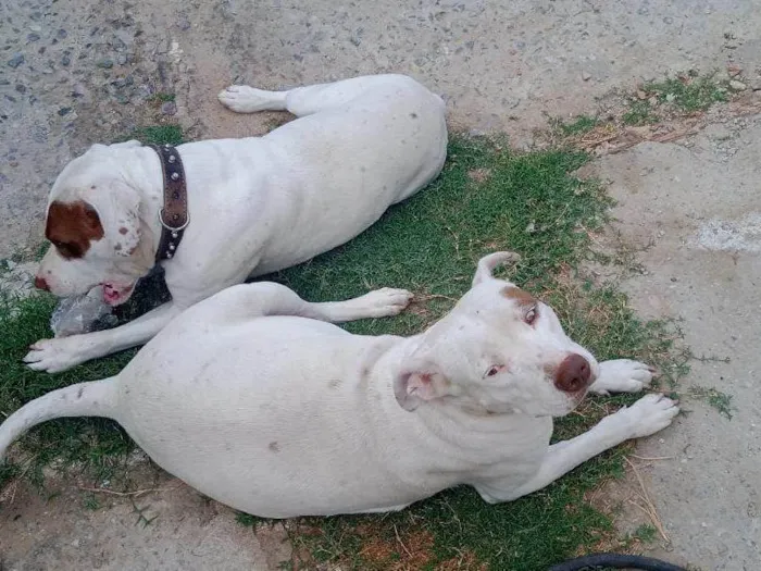 Cachorro raça Pitbull  idade 3 anos nome Rhaj e Rhanna
