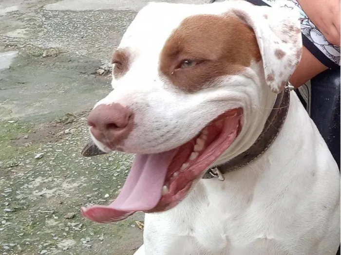 Cachorro raça Pitbull  idade 3 anos nome Rhaj e Rhanna