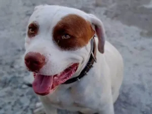 Cachorro raça Pitbull  idade 3 anos nome Rhaj e Rhanna